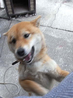 癒し担当。