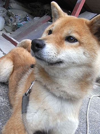 癒し担当。