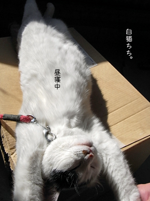 暖かいので。