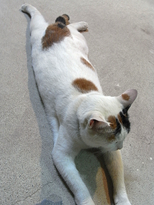 窯元の猫ならでは？！