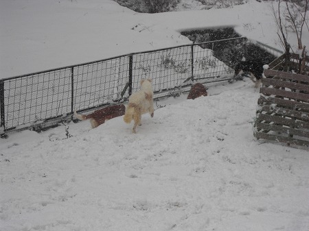 雪の中