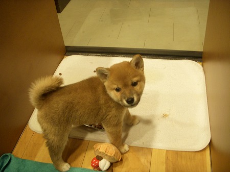 ボルゾイ仔犬産まれました。