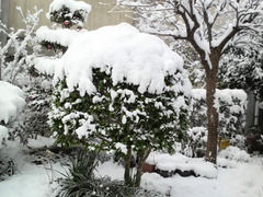 積雪８ｃｍ　みやき町綾部