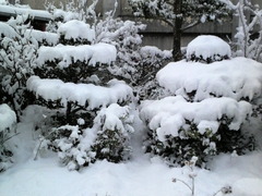 積雪８ｃｍ　みやき町綾部