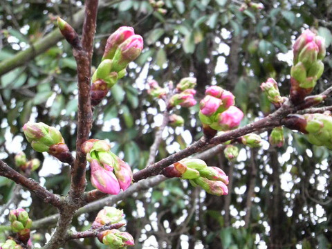 桜　開花近し