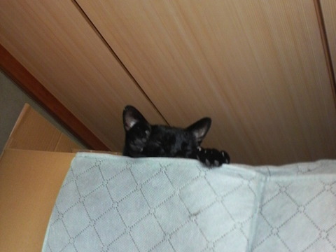 ×箪笥にゴン○箪笥にクロちゃん