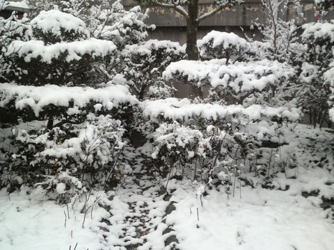 やっぱり雪が積もりました