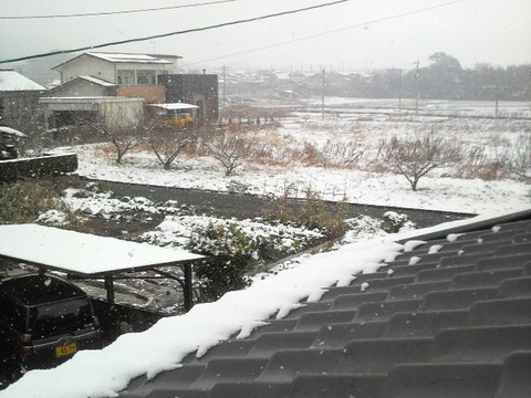 やっぱり雪が積もりました