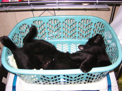 暑い日はここさ・・・黒猫クロちゃん