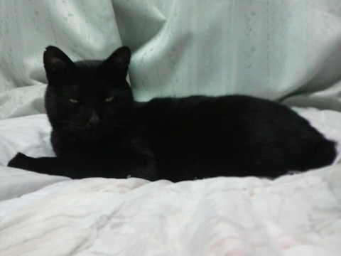 眠たい黒猫クロちゃん