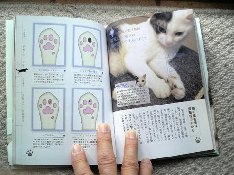 ねこの肉球うらない・・・猫バカ？
