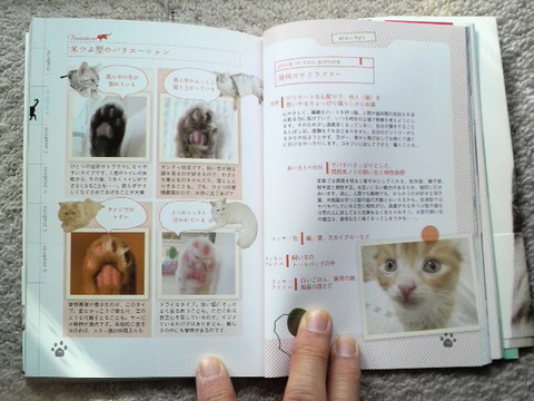 ねこの肉球うらない・・・猫バカ？