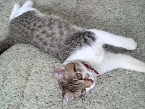 猫・ねこ・ネコ・にゃんこ・Ｃａｔ
