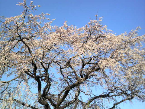 神崎市　宝珠寺の姫しだれ桜満開！！