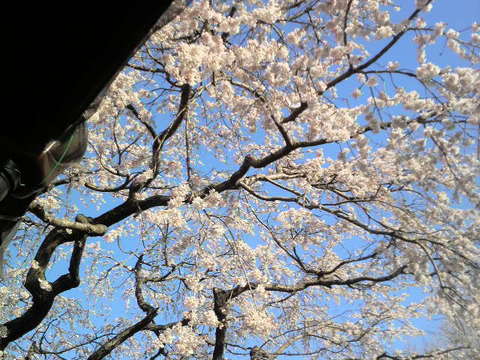 神崎市　宝珠寺の姫しだれ桜満開！！