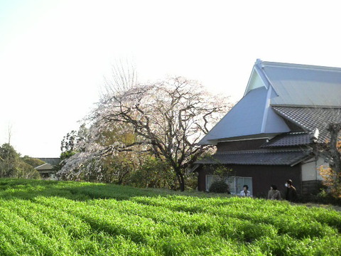 神崎市　宝珠寺の姫しだれ桜満開！！