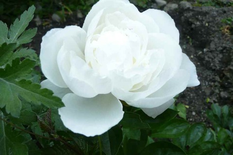 芍薬咲く
