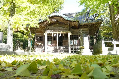 綾部神社のイチョウともみじ
