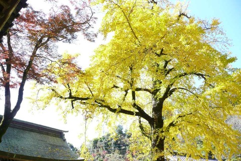 綾部神社のイチョウともみじ