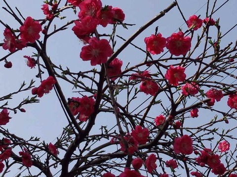 桜　咲く・・・