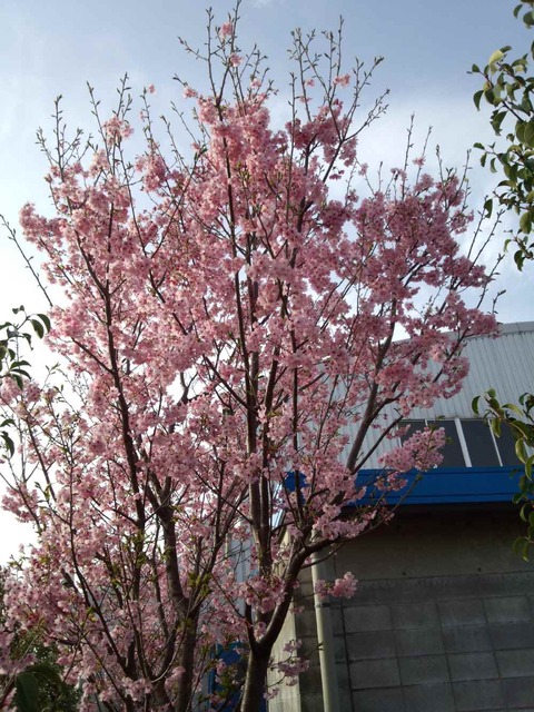 桜　咲く・・・