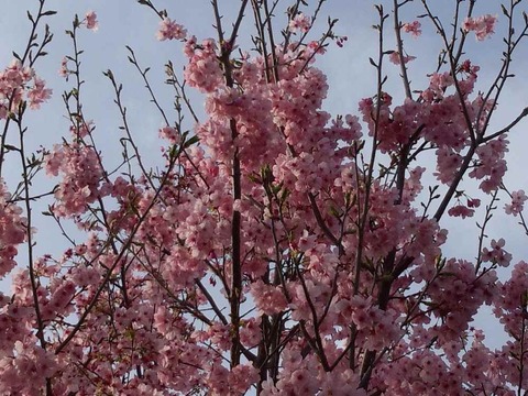 桜　咲く・・・