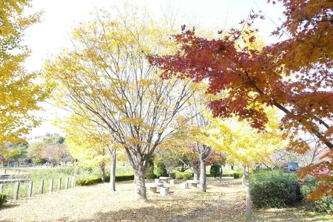 多布施川河畔公園の紅葉