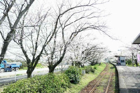 松浦鉄道「浦ノ崎駅」　桜満開！！