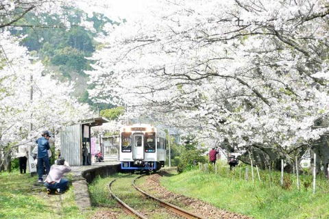 松浦鉄道「浦ノ崎駅」　桜満開！！