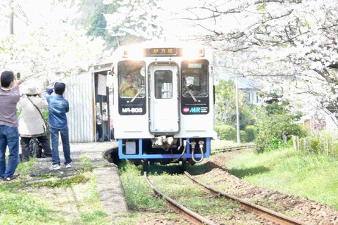 松浦鉄道「浦ノ崎駅」　桜満開！！
