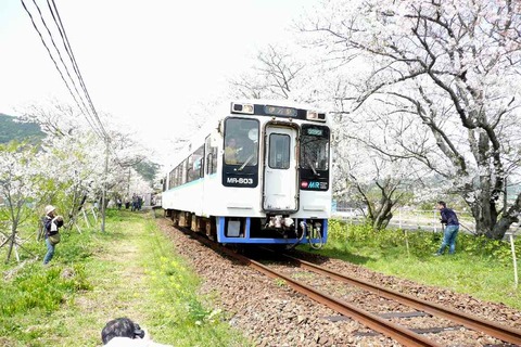 松浦鉄道「浦ノ崎駅」　桜満開！！