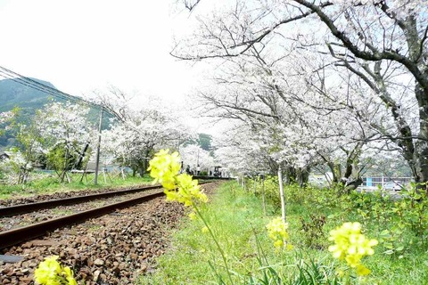 松浦鉄道「浦ノ崎駅」　桜満開！！