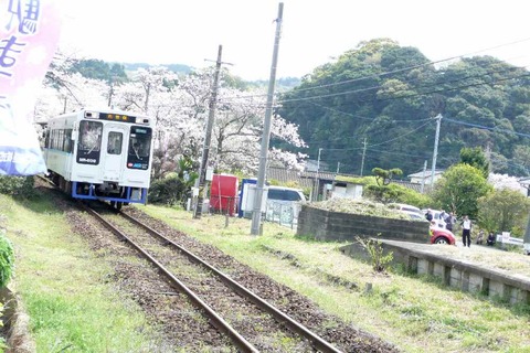 松浦鉄道「浦ノ崎駅」　桜満開！！