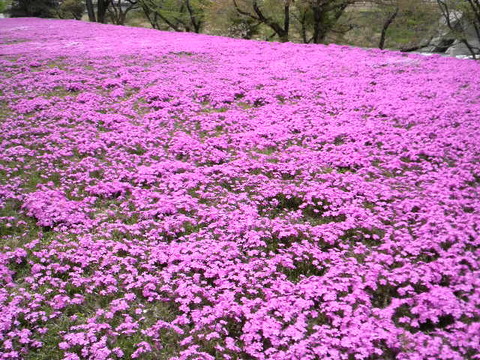 黒木町　芝桜公園