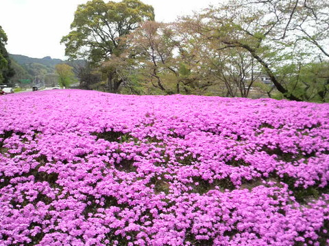 黒木町　芝桜公園