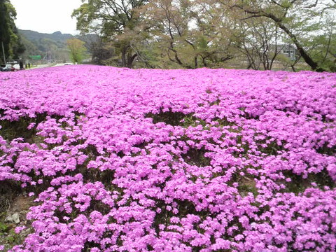 黒木町　芝桜公園