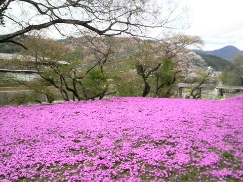 黒木町　芝桜公園