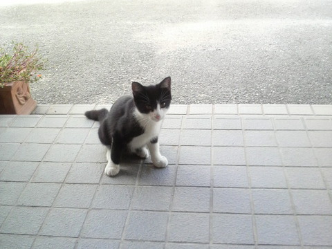 猫・ねこ・ネコ・にゃんこ・Ｃａｔ