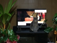 猫ちゃんのささやかな抵抗？