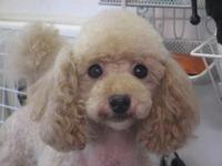 Ｍダックス成犬の里親募集！