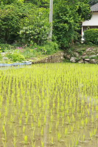 「田んぼであそぼ」その後！！