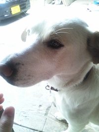 我が家の犬