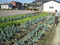 下仁田ネギ出荷！