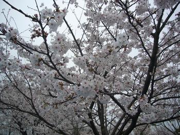 石井樋（いしいび）公園にて花見・・・