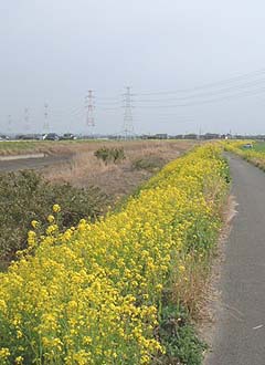 ツクシ摘んだドォ～
