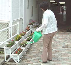 プランター植替え