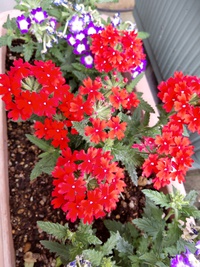 我が家の花