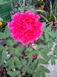 我が家の花