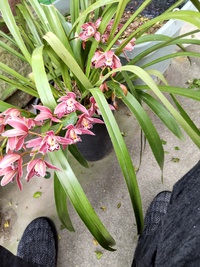 我が家の花