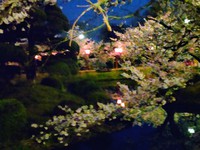 小城公園な夜桜